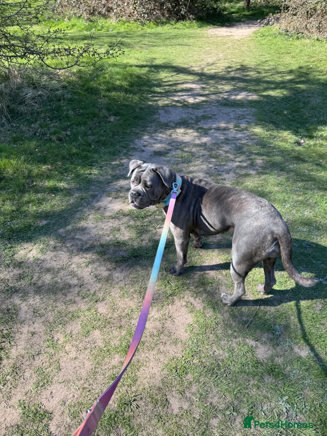 Cane Corso dogs for sale: Cane corso puppies for sale - Advert 1