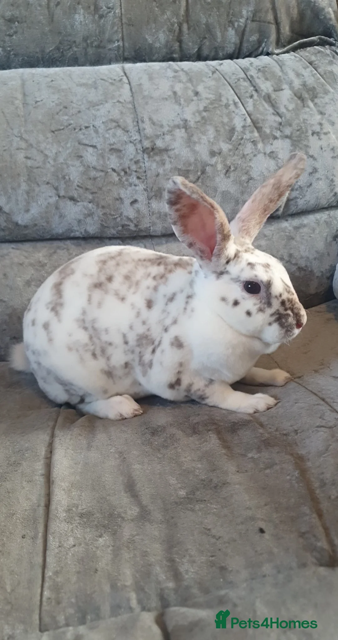 Rex rabbits for sale: Gorgeous mini rex babies  - Advert 2