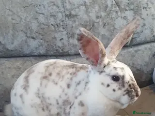 Rex rabbits Gorgeous mini rex babies - Advert 5