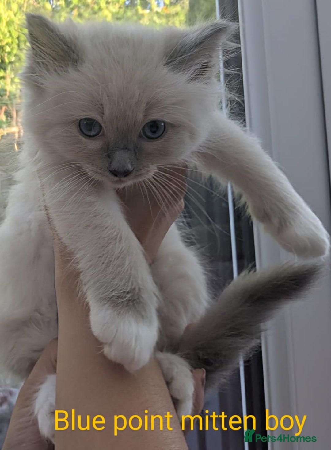 Ragdoll cats for sale: 💕💛GCCF Registered 💛💕Pedigree Ragdoll kittens - Image 19