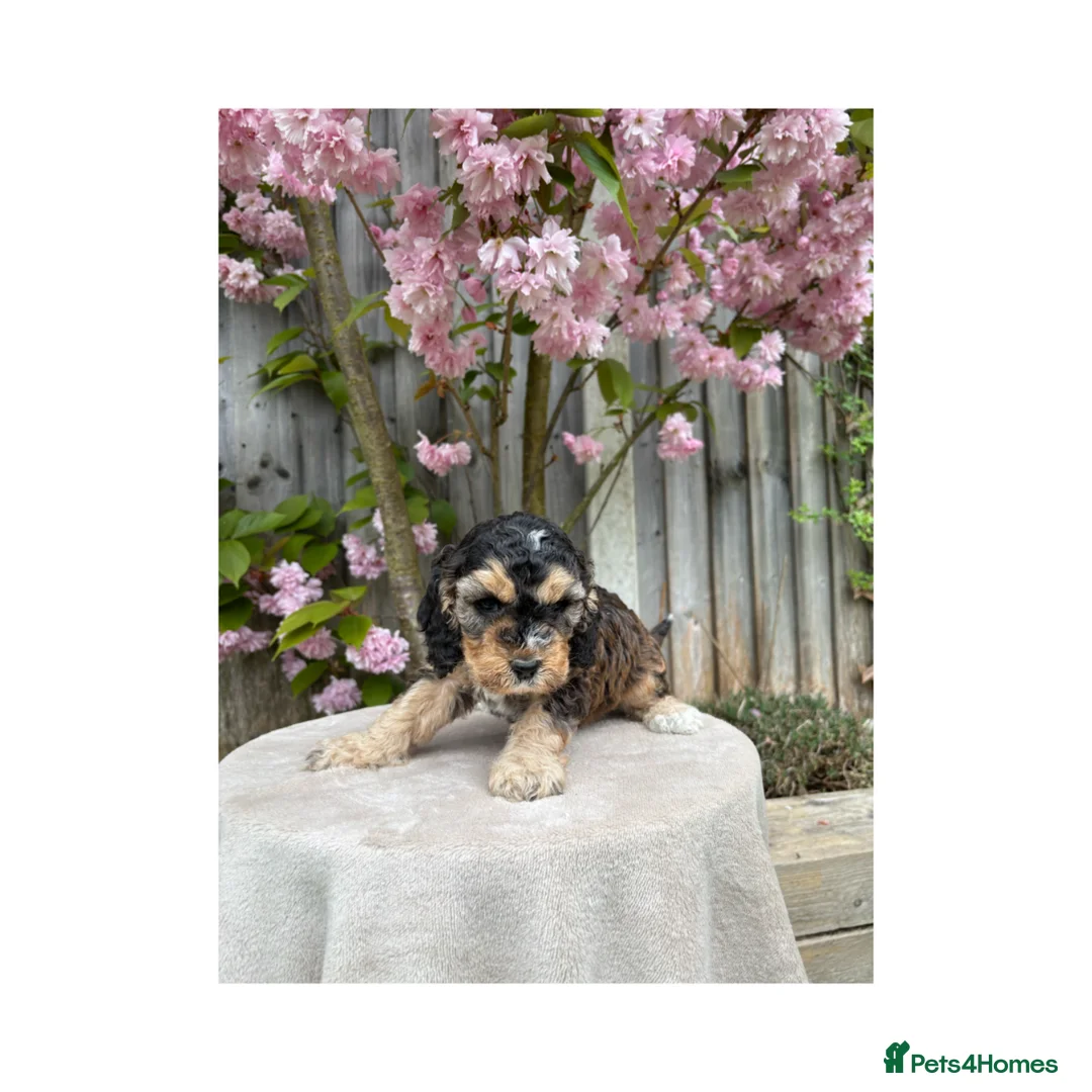 Cockapoo dogs for sale: Gorgeous Cockerpoos  in Oldbury - Advert 14