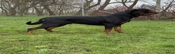 Rottweiler dogs for sale: rottweiler male champions blood lines - Advert 5