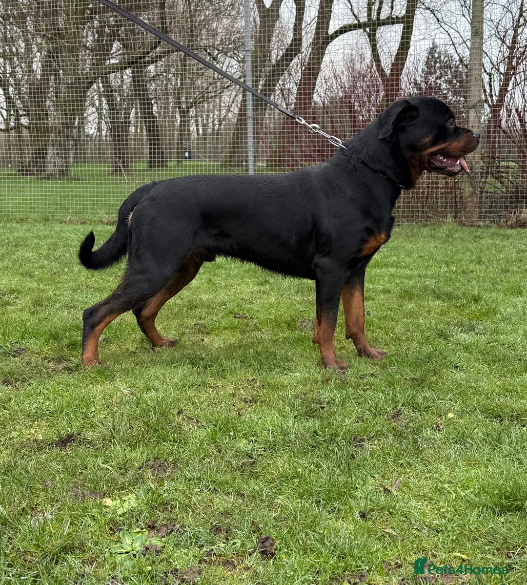 Rottweiler dogs for sale: rottweiler male champions blood lines - Advert 5