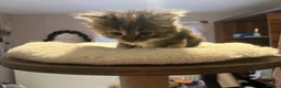 Mixed Breed cats for sale: Beautiful longhair kittens for sale  - Advert 12