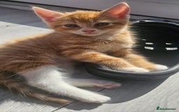 Mixed Breed cats for sale: 07759 033951 1 tabby girl  - Image 12