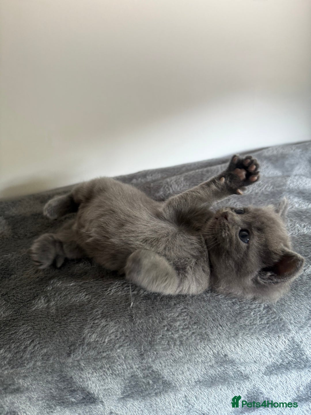 Ragdoll cats for sale: Beautiful Ragdoll X Kittens For Sale 🐾  - Image 7