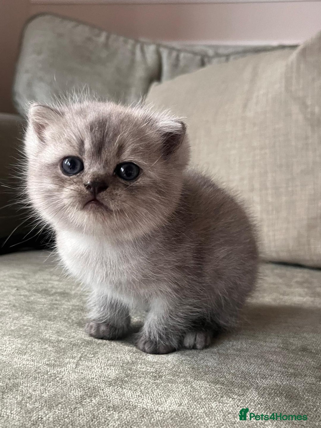 Scottish Fold cats for sale: Scottish fold/straight boy kitten - Advert 4