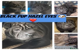 Shar Pei dogs for sale: 2 beautiful full shar pei boys !!!  - Image 3