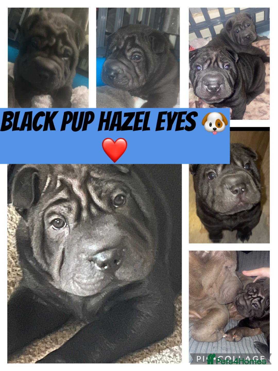 Shar Pei dogs for sale: 2 beautiful full shar pei boys !!!  - Image 3