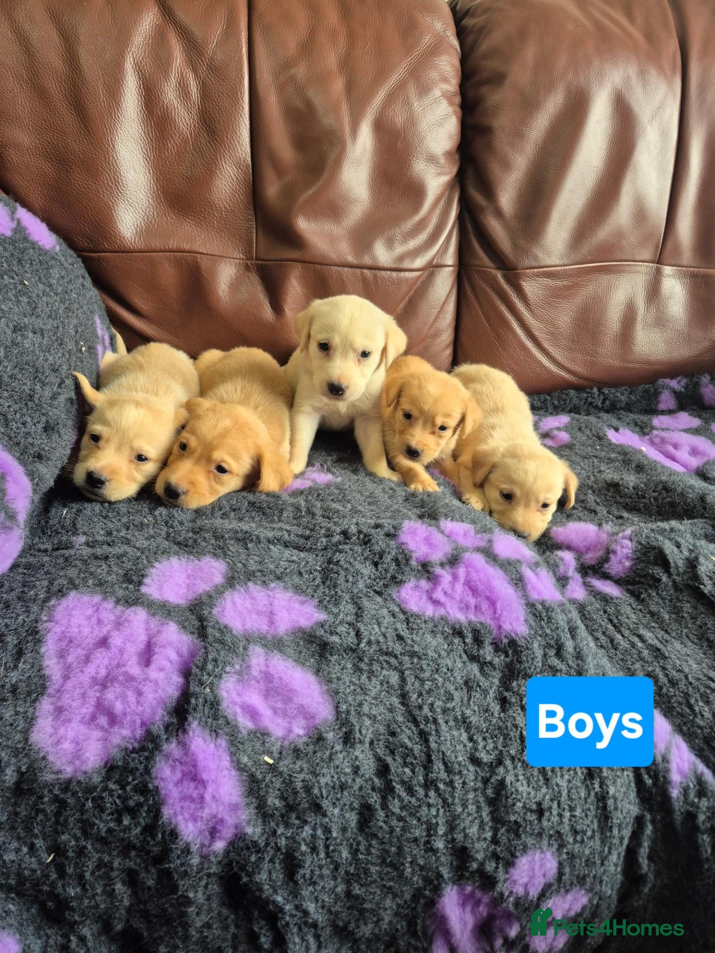 Labrador Retriever dogs 🐾 Labrador Puppies – Fox Red & Golden 🐾 - Advert 1