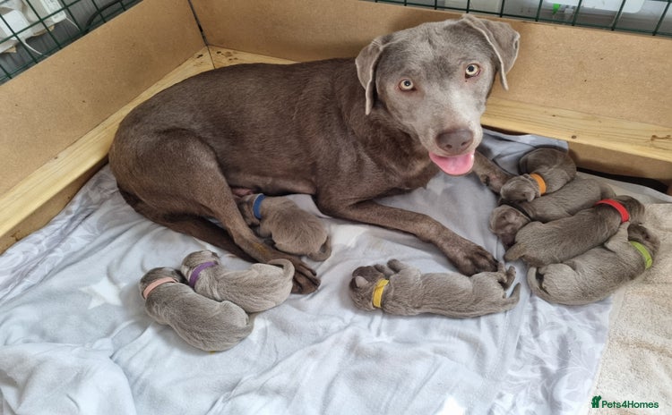 Labrador Retriever dogs - Advert 1