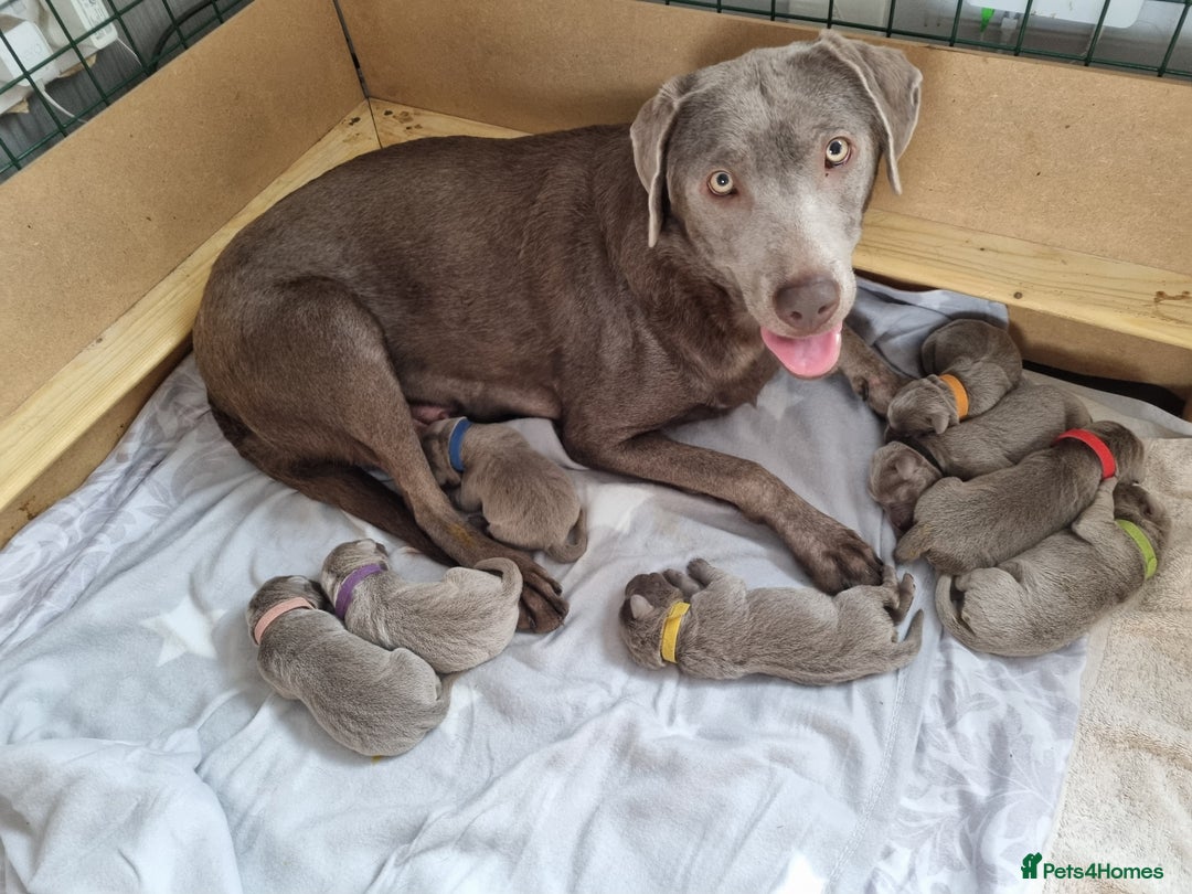Labrador Retriever dogs for sale: !REDUCED! silver labrador's KC - Advert 27