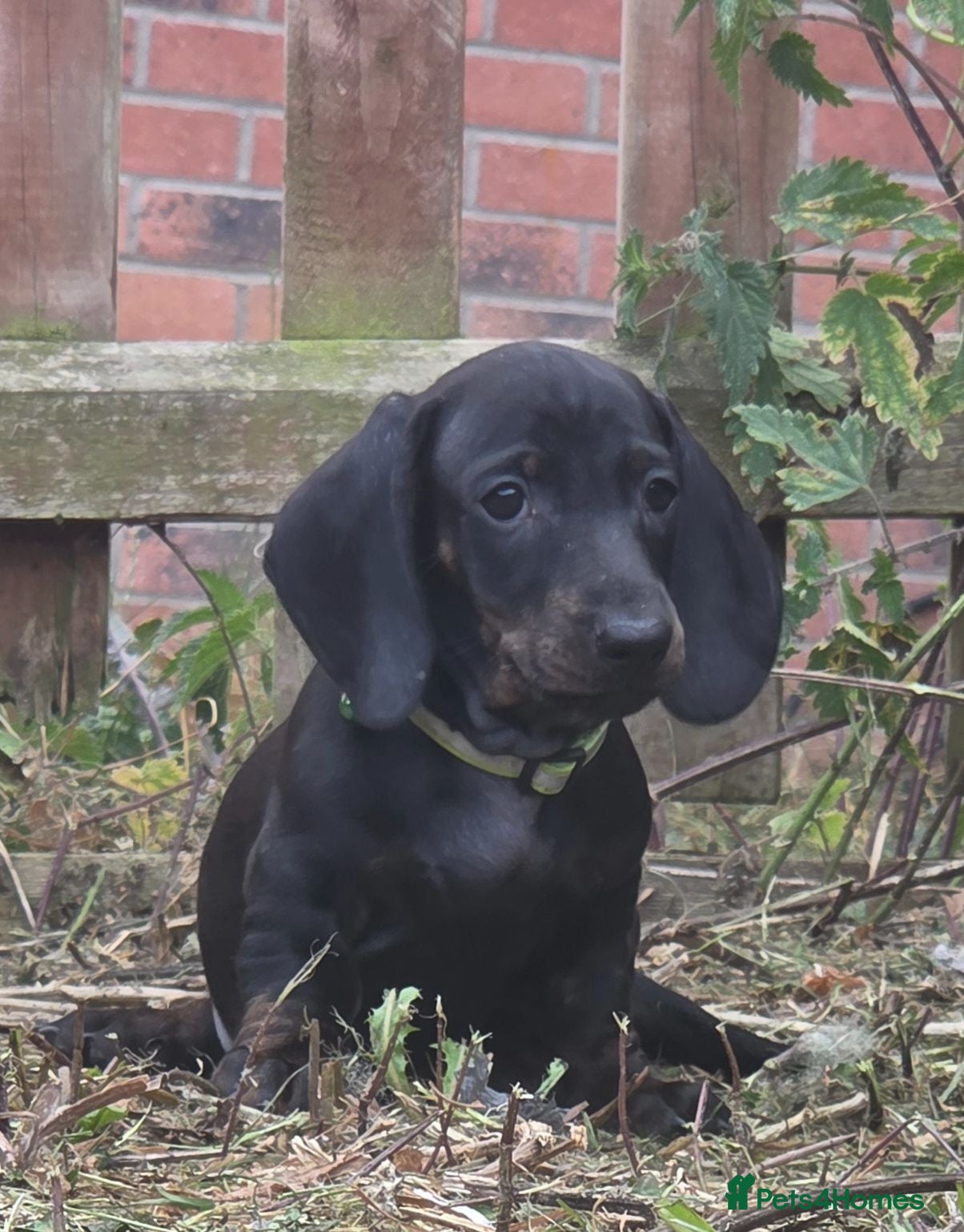 Dachshund dogs 5 kc standard smooth dachshunds  - Advert 5