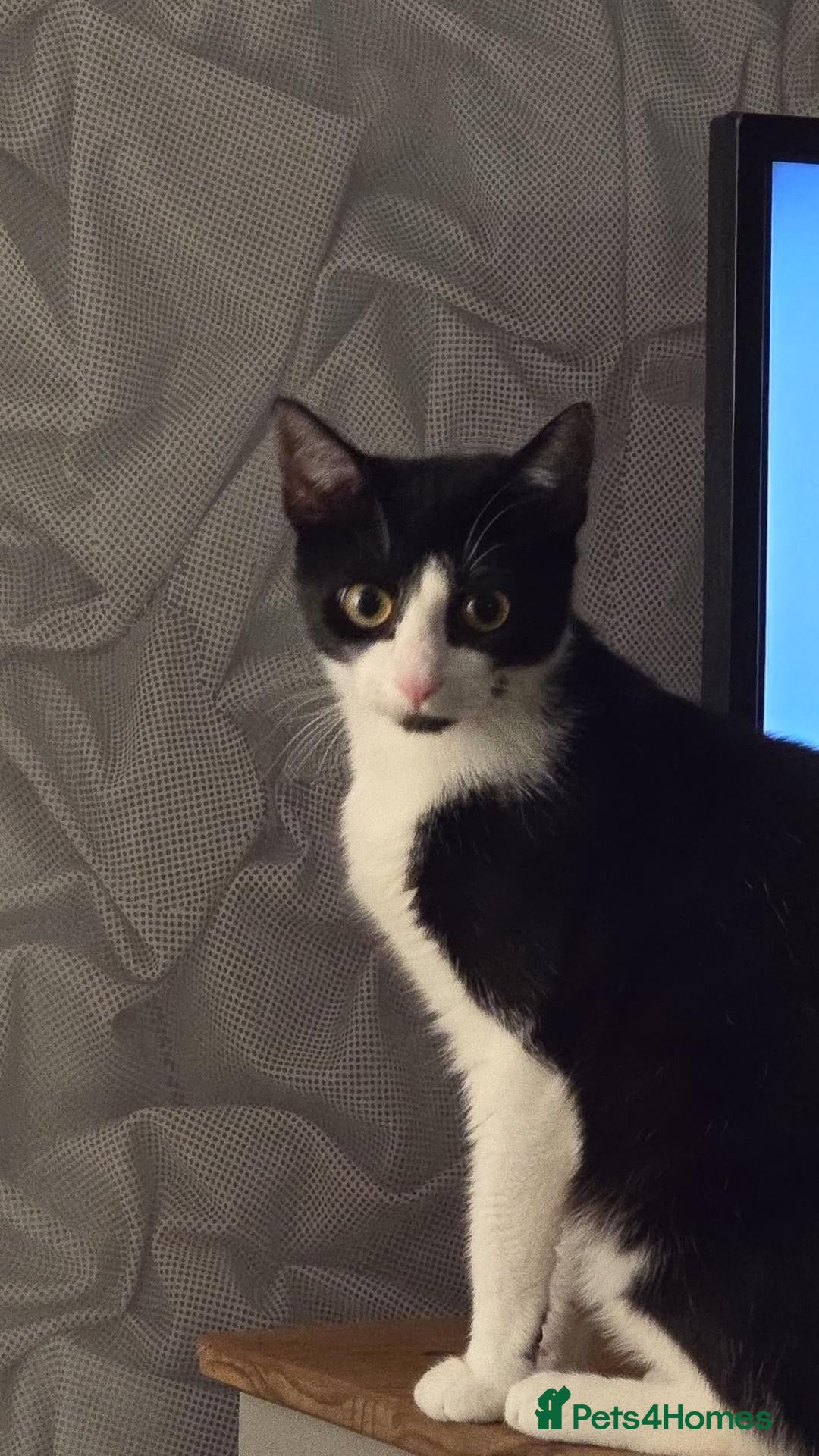 British Shorthair cats Female tuxedo cat - Advert 17