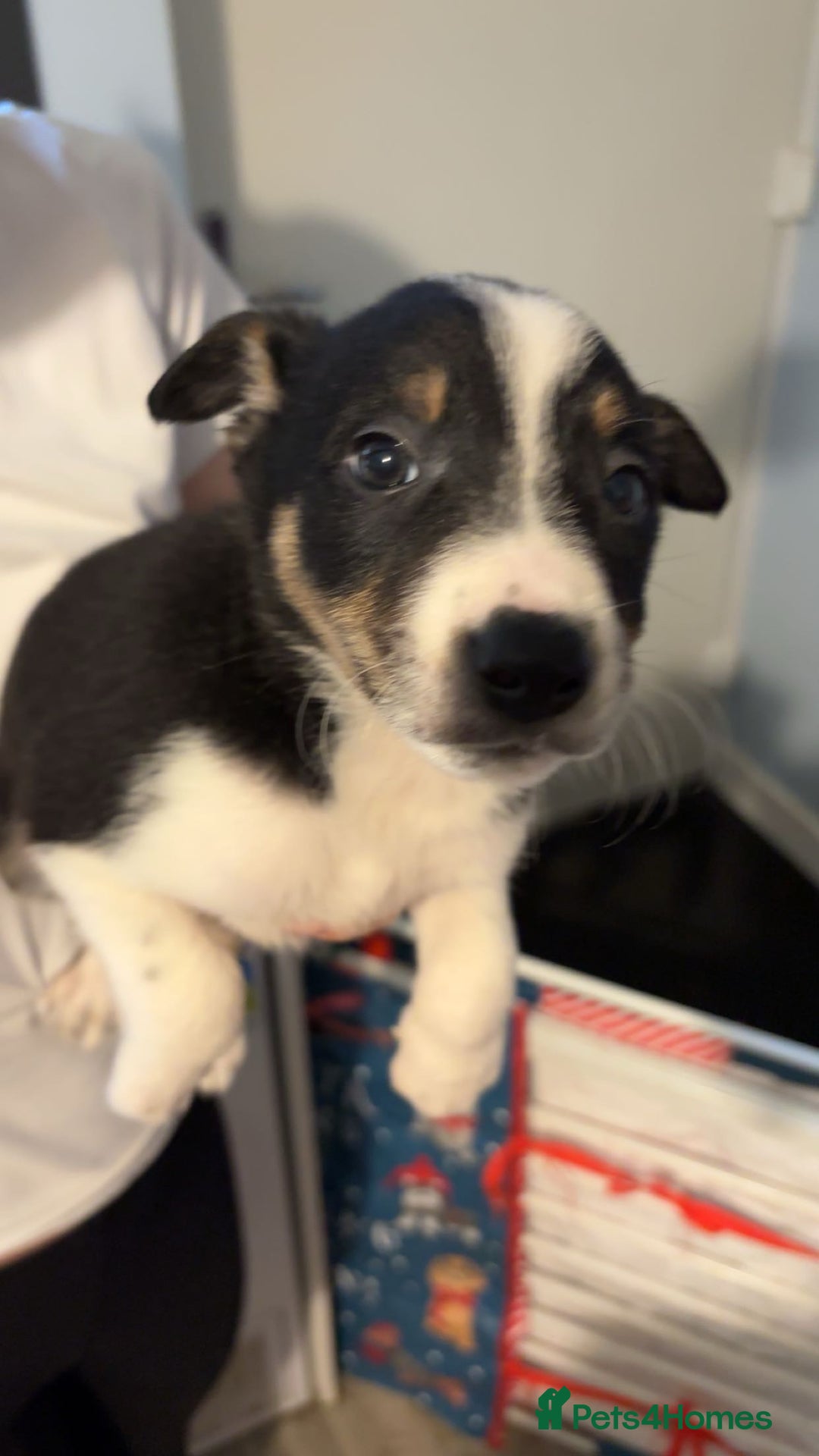 Border Collie dogs for sale: Collie puppy’s  - Image 4