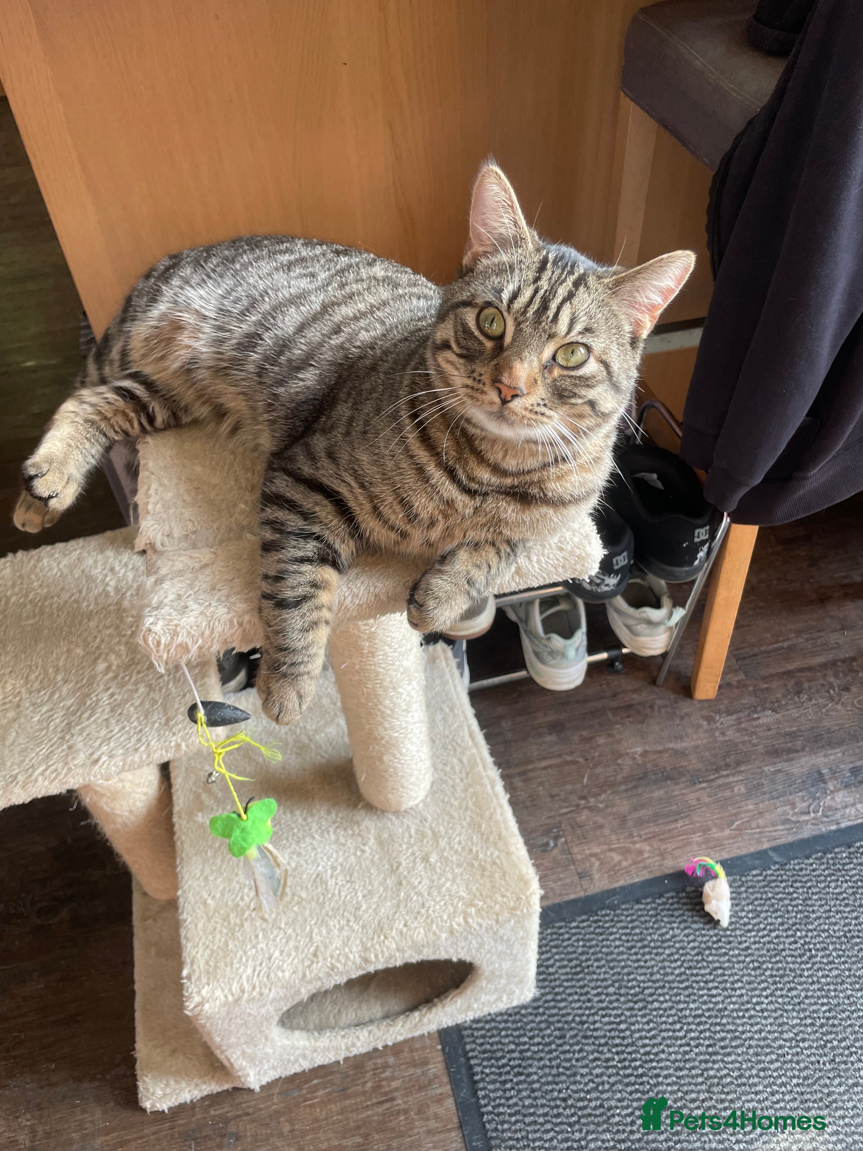 Mixed Breed cats Buddy - Advert 1