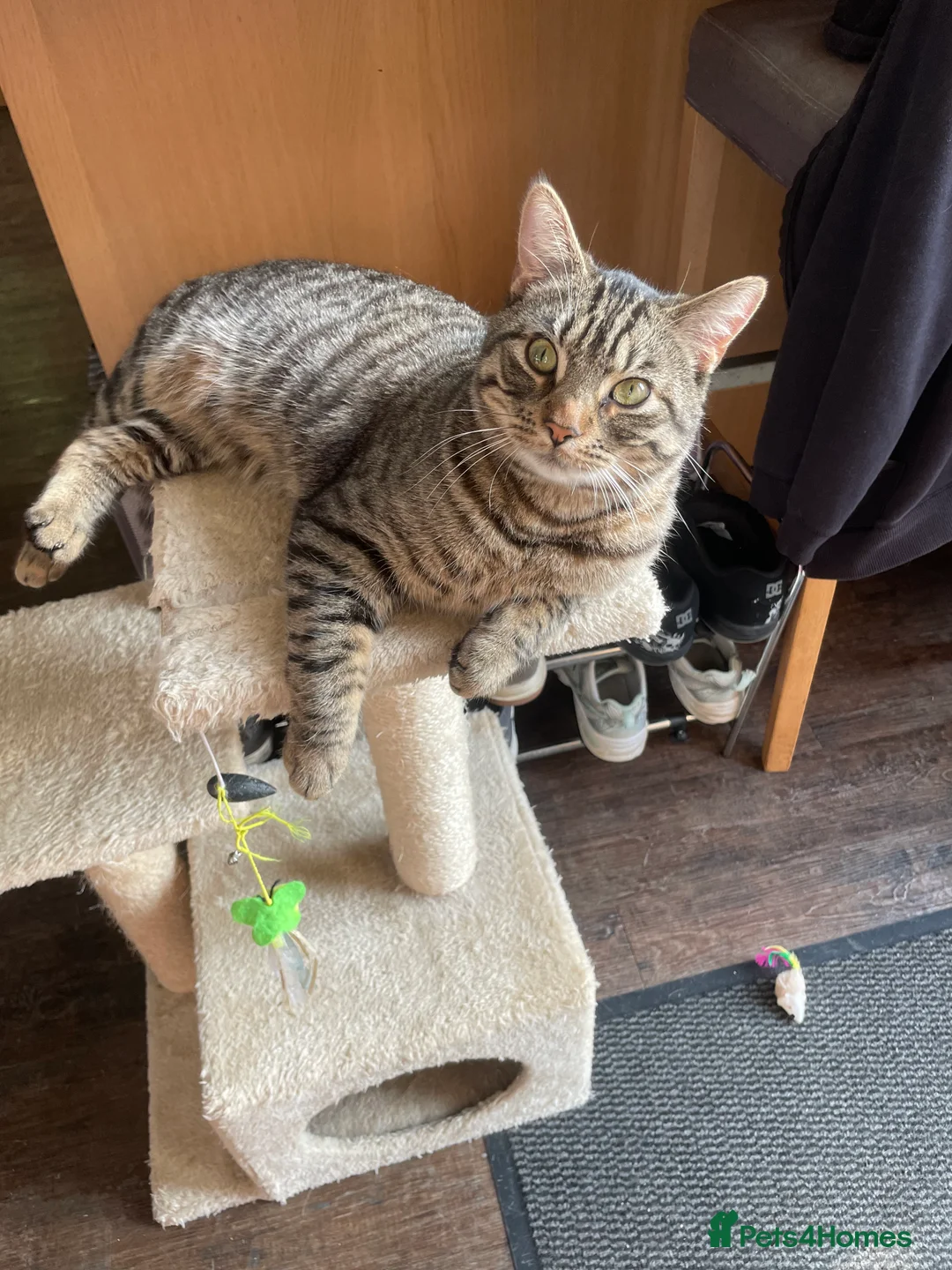 Mixed Breed cats for sale: Buddy - Advert 1