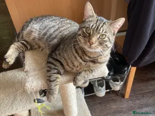 Mixed Breed cats Buddy - Advert 1