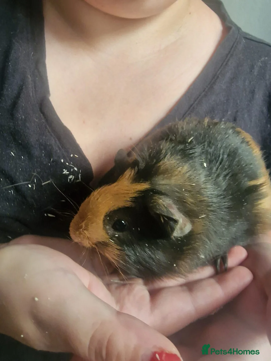 Guinea Pig rodents for sale: Female guinea pigs  - Advert 2