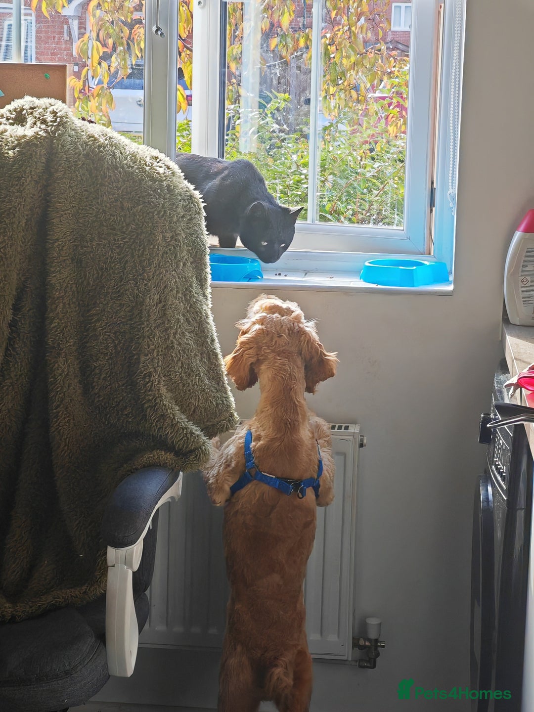 Cavapoo dogs for sale: REHOMING  - Advert 8