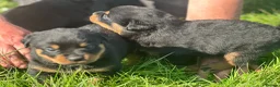 Rottweiler dogs for sale: KC registered rottweiler puppies - Advert 18