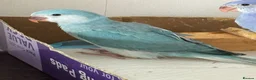 Ringnecks birds for sale:  Ringneck Babies Violet & Blue Cleartail - Advert 3