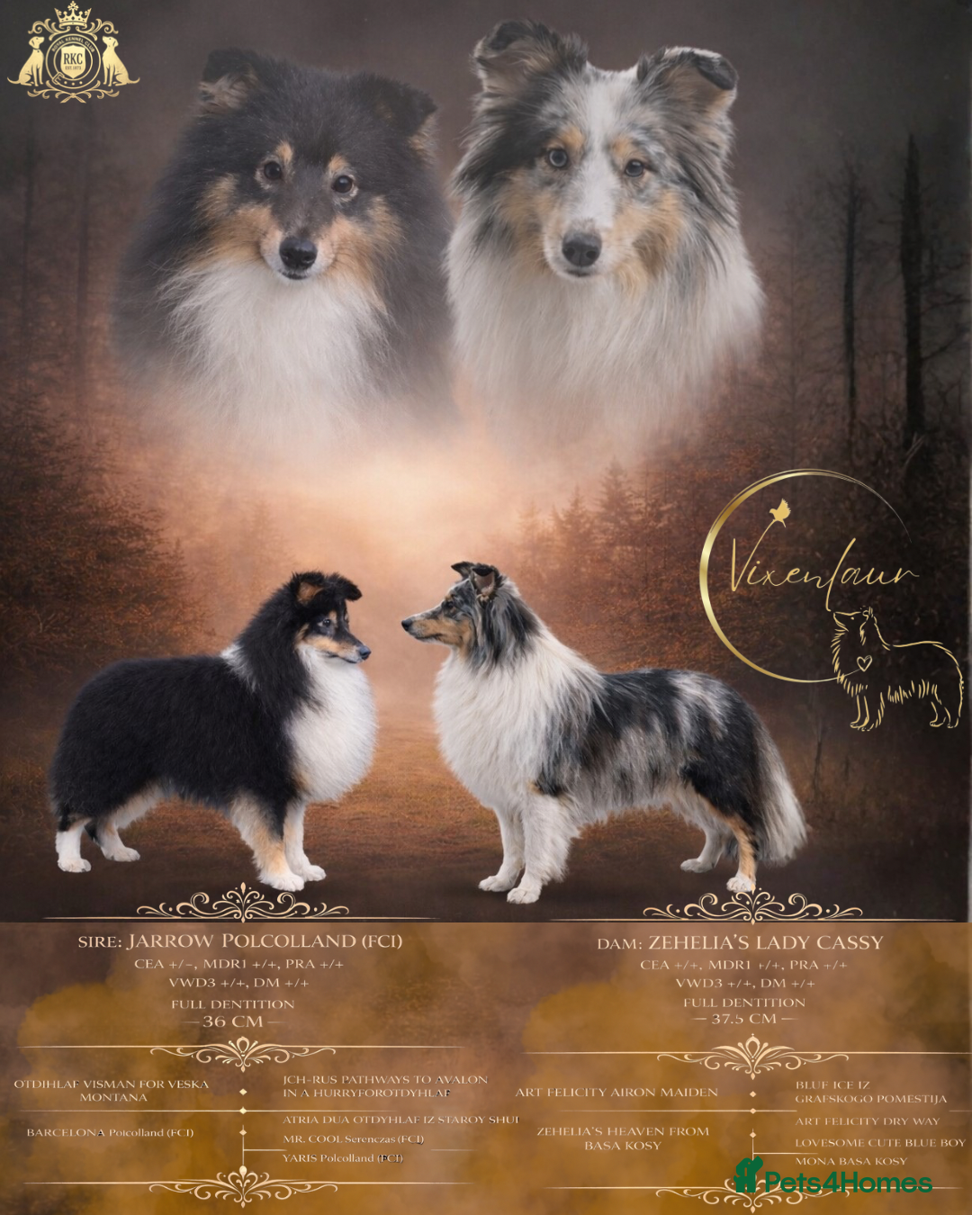 Shetland Sheepdog dogs Last blue merle boy  - Advert 2