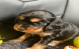 Cocker Spaniel dogs for sale: Show Cocel Spaniel- K.C. Reg. - Image 21