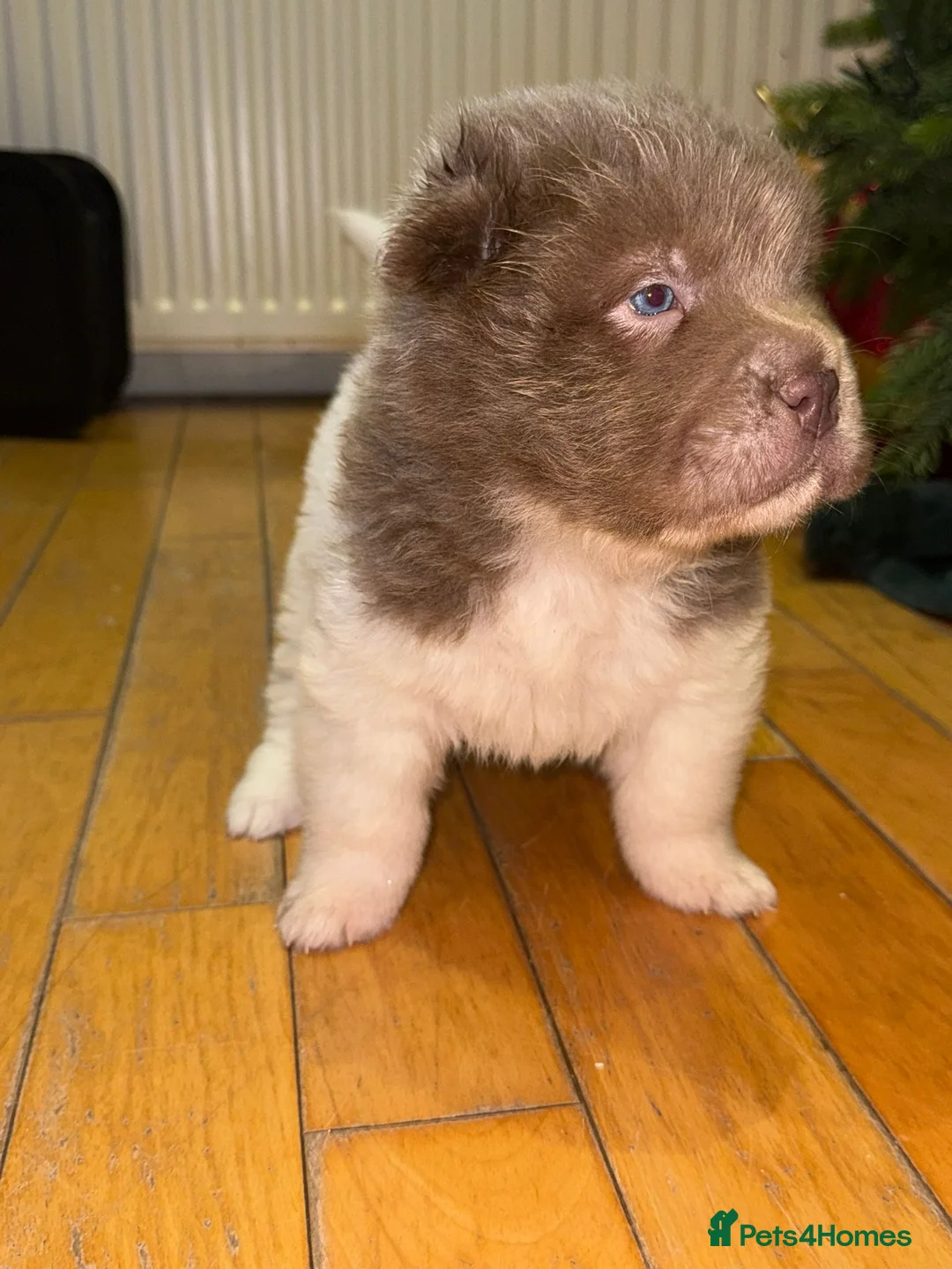 Shar Pei dogs for sale: ONLY 2 LEFT. OUTSTANDING KC BEAR & BRUSH PUPS - Advert 17