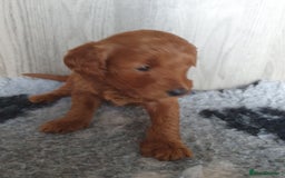 Labradoodle dogs for sale: labradoodle - Image 1