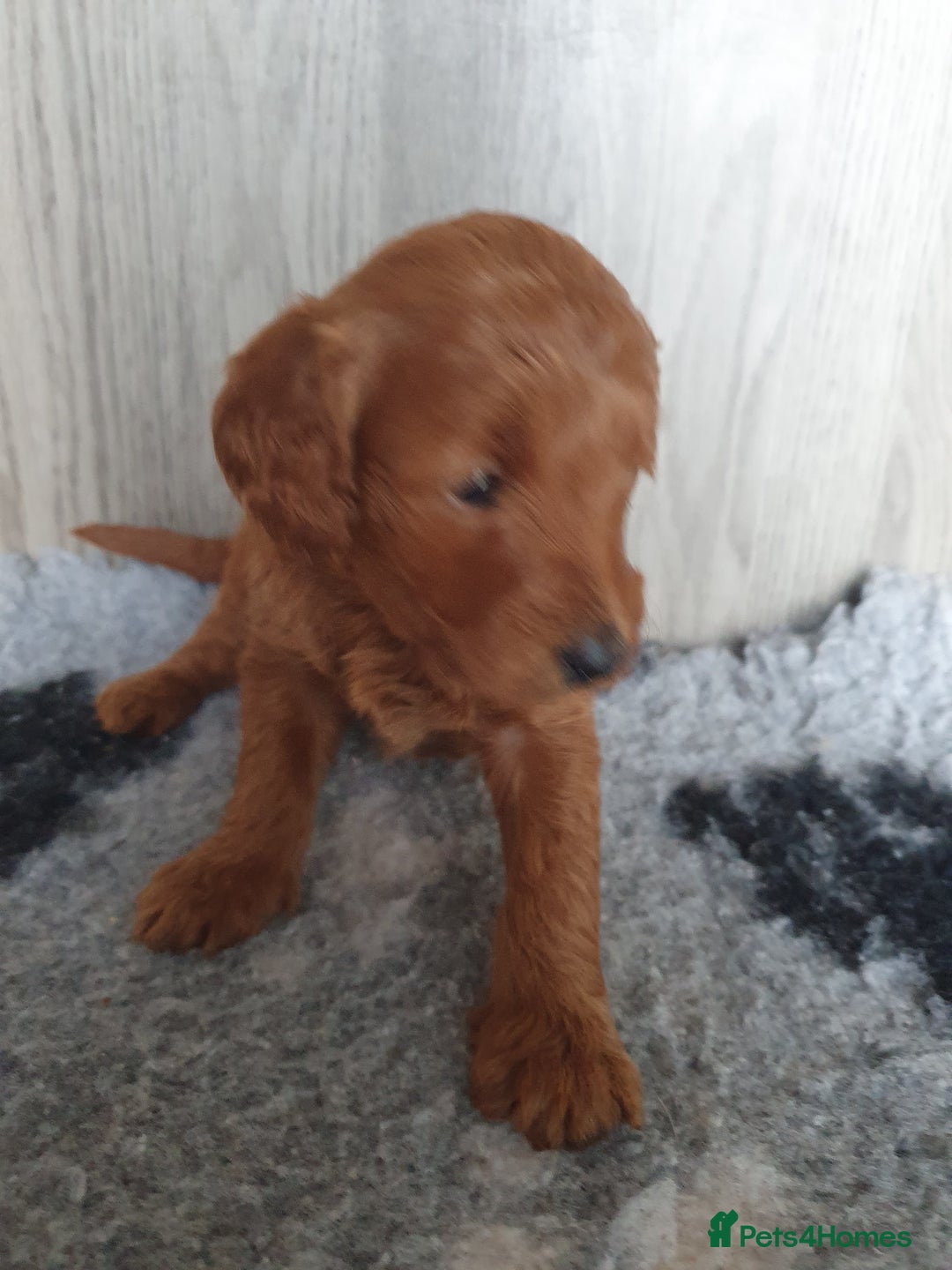 Labradoodle dogs for sale: labradoodle - Image 1