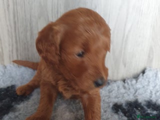 Labradoodle dogs - Advert 1