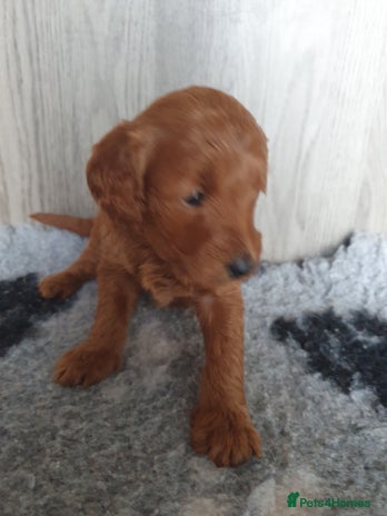 Labradoodle dogs - Advert 1