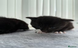 Domestic Shorthair cats for sale: Black and white kittens for sale in Manchester  - Image 6