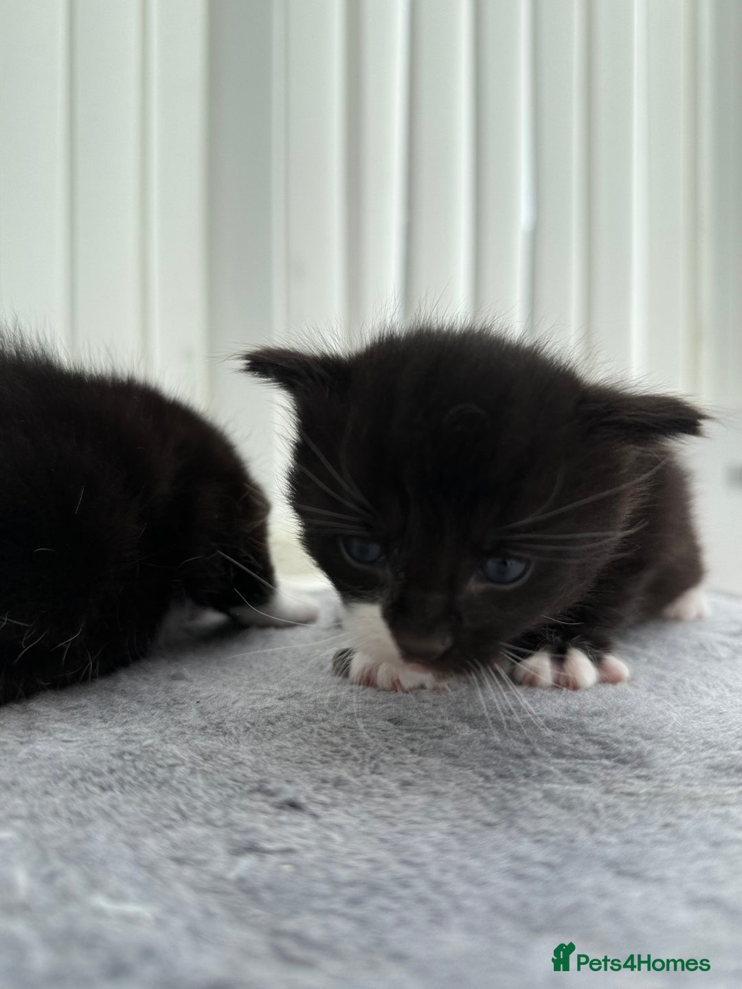 Domestic Shorthair cats for sale: Black and white kittens for sale in Manchester  - Image 6