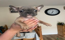 French Bulldog dogs for sale: 3 beautiful boys and girls - Image 23