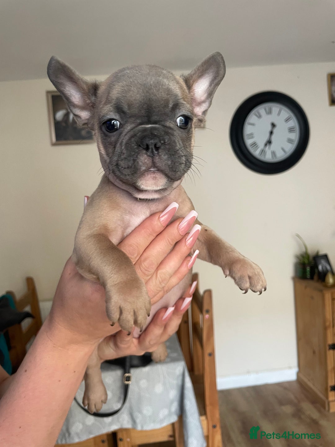 French Bulldog dogs for sale: 3 beautiful boys and girls - Image 23