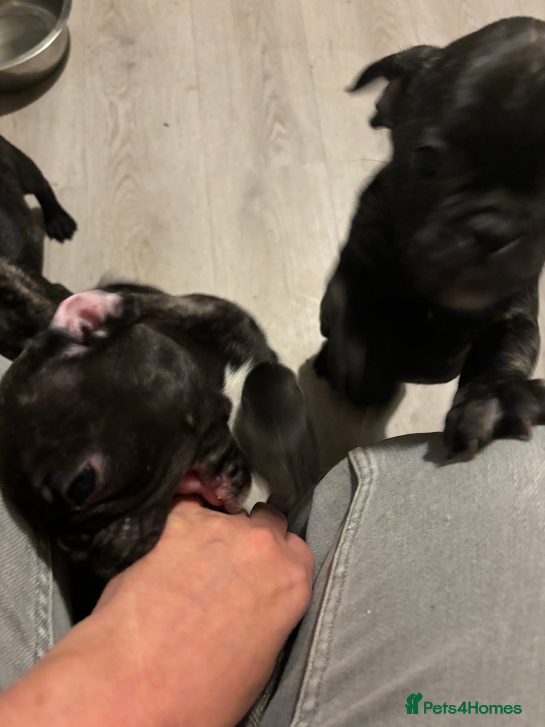 Frug dogs for sale: 4 Male Frugs, Available now! - Image 5