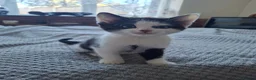 Mixed Breed cats for sale: Playful & Loving Kittens Ready Now  - Advert 11
