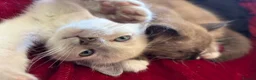 Tonkinese cats for sale: Exquisite Tonkdolls  - Advert 6
