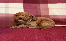 Labradoodle dogs for sale: Adorable Miniature Labradoodle F1bb Puppies🤩 - Image 22