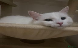 Mixed Breed cats for sale: Lady  - Image 2