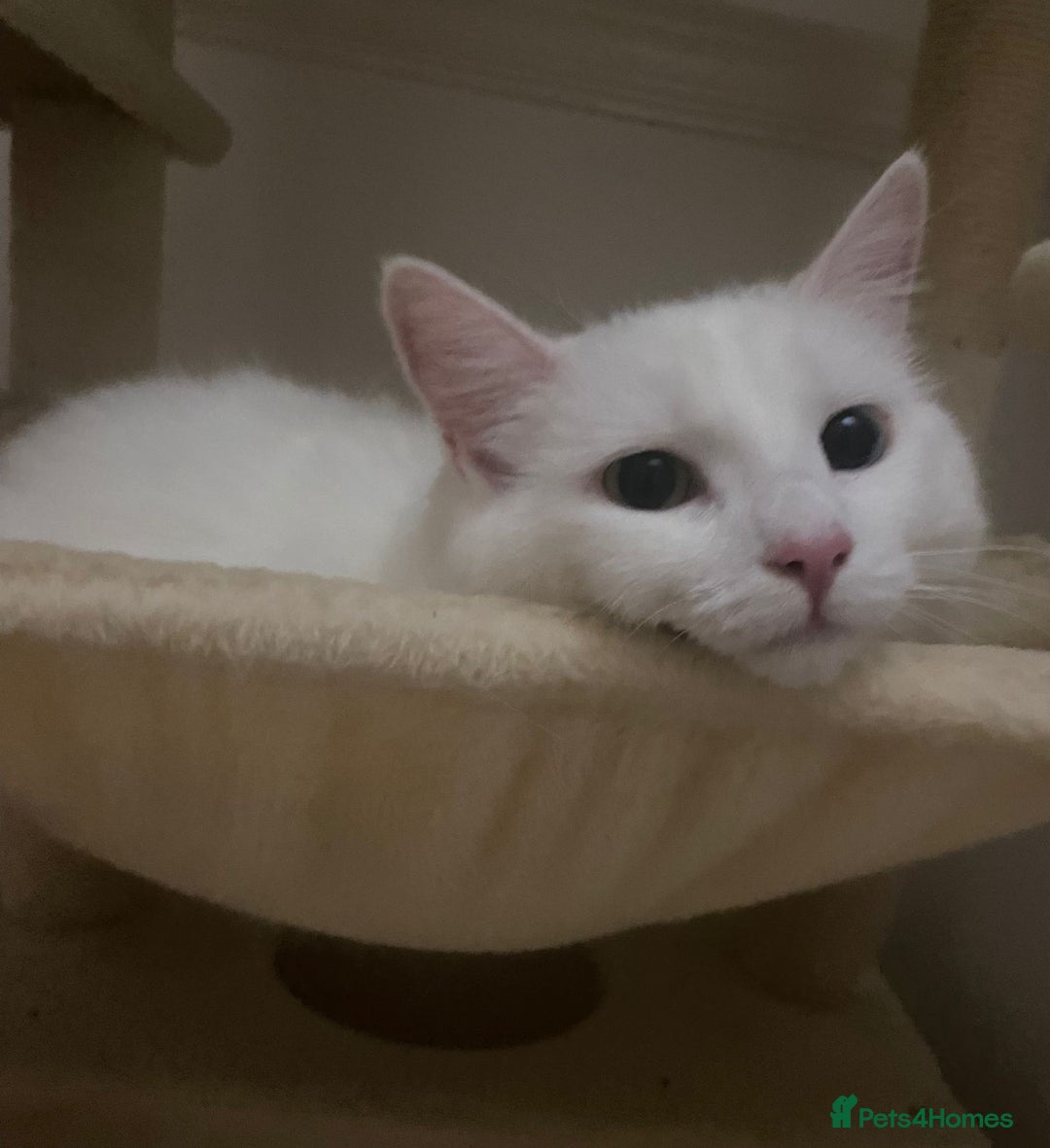 Mixed Breed cats for sale: Lady  - Image 2