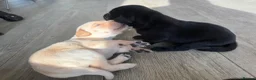 Labrador Retriever dogs for sale: KC Registered Working Labrador Pups  - Advert 8