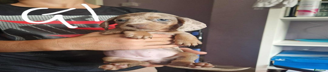Miniature Dachshund Puppy 4