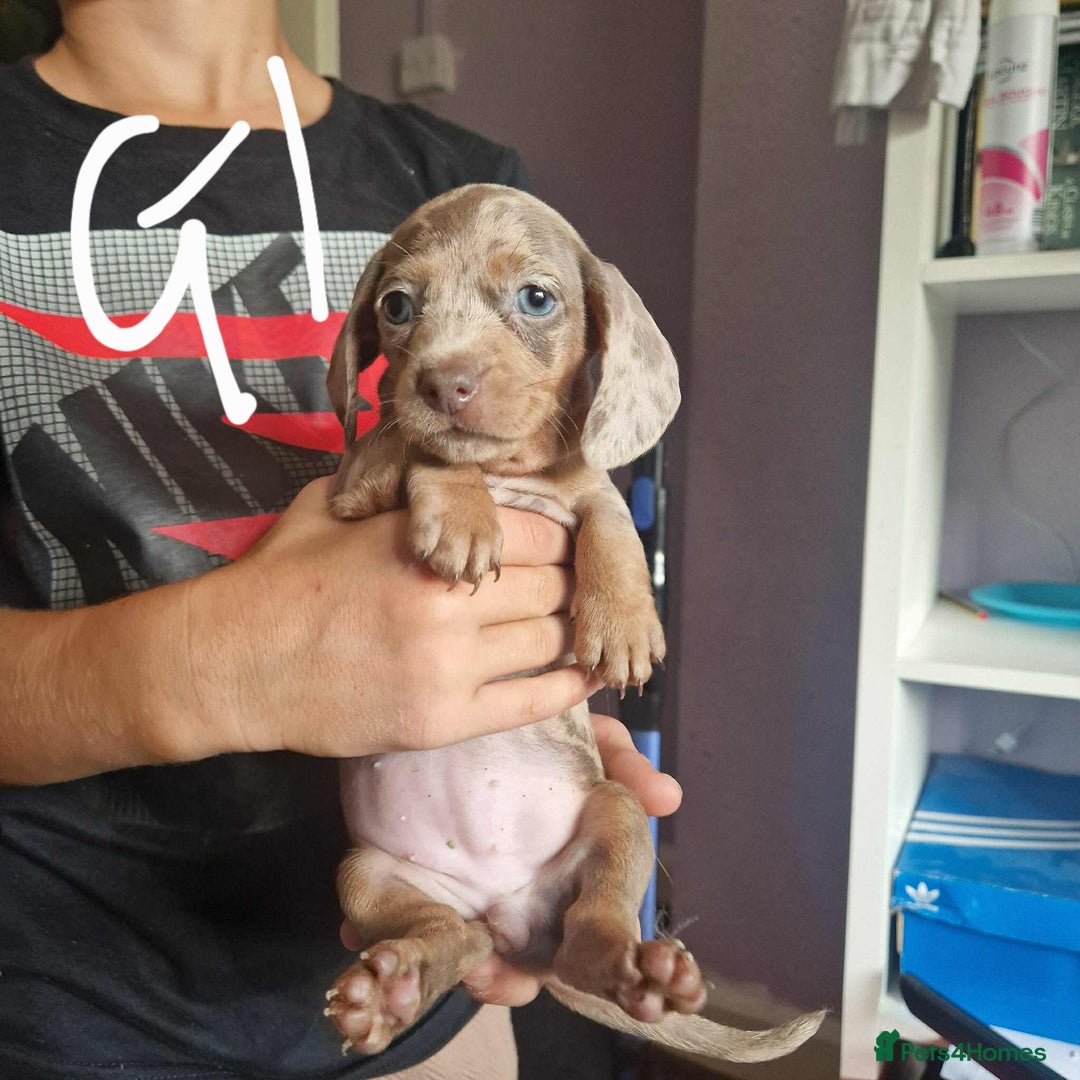 Miniature Dachshund dogs for sale: Absolutely beautiful miniature dachshund  - Image 3