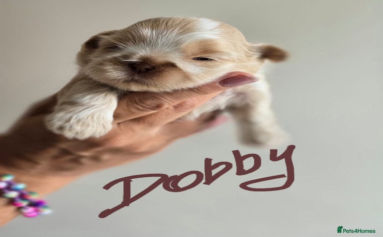 Shih Tzu dogs - Advert 1