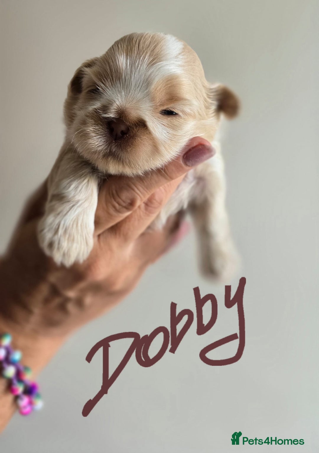 Shih Tzu dogs for sale: Imperial shih tzus 2 beautiful boys  - Image 1