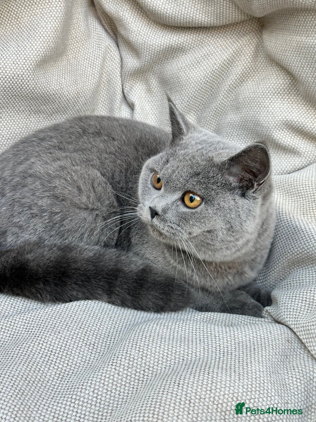 British Shorthair cats for sale: British Shorthair Chunky kittens - Advert 30
