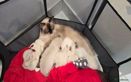 Ragdoll cats for sale: PEDIGREE GCCF REG CHAMPION LINE RAGDOLL KITTENS - Image 2